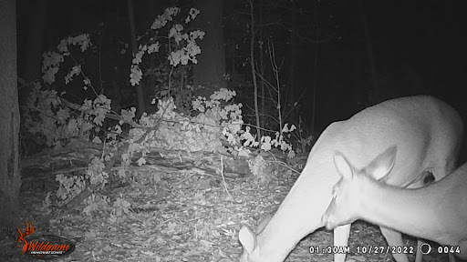 Sample of photos caught on trail camera. 